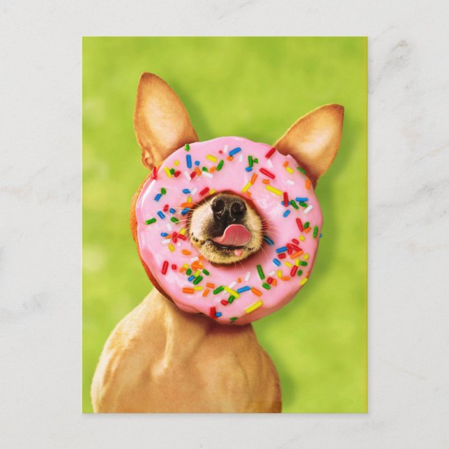 Funny Chihuahua Dog with Sprinkle Doughnut on Nose Postcard (Front)