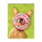 Funny Chihuahua Dog with Sprinkle Doughnut on Nose