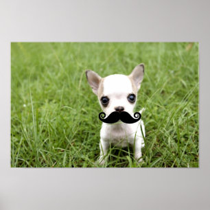 Funny Chihuahua Moustache Poster