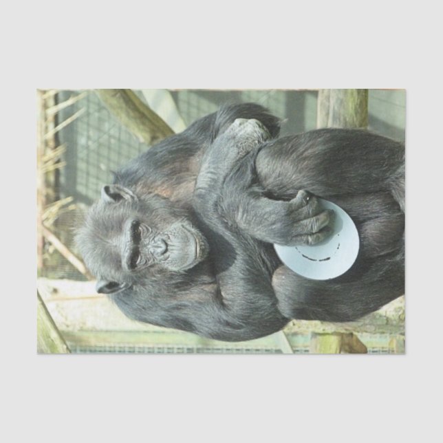 FUNNY CHIMP TISSUE PAPER (Front)