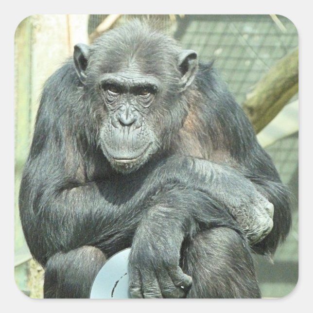 FUNNY CHIMPANZEE SQUARE STICKER (Front)