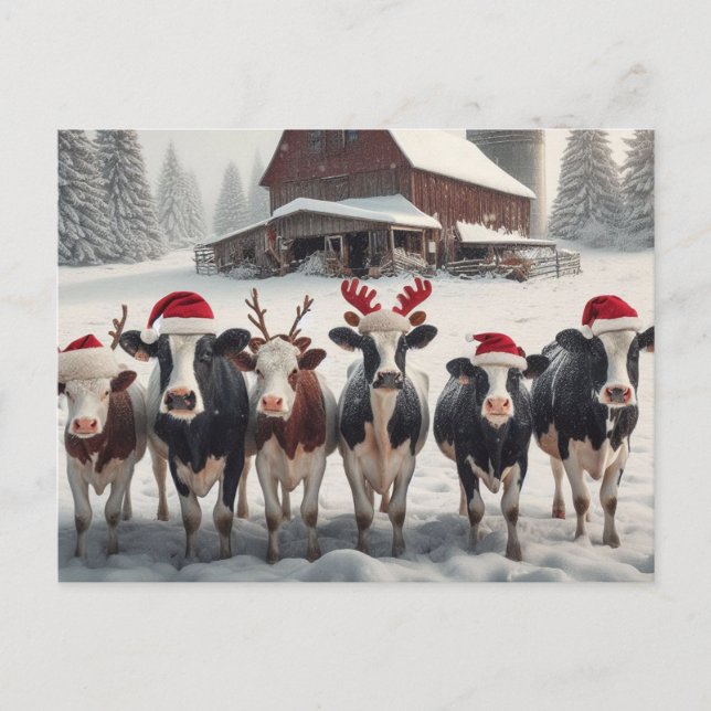 Funny Christmas Cows Postcard (Front)