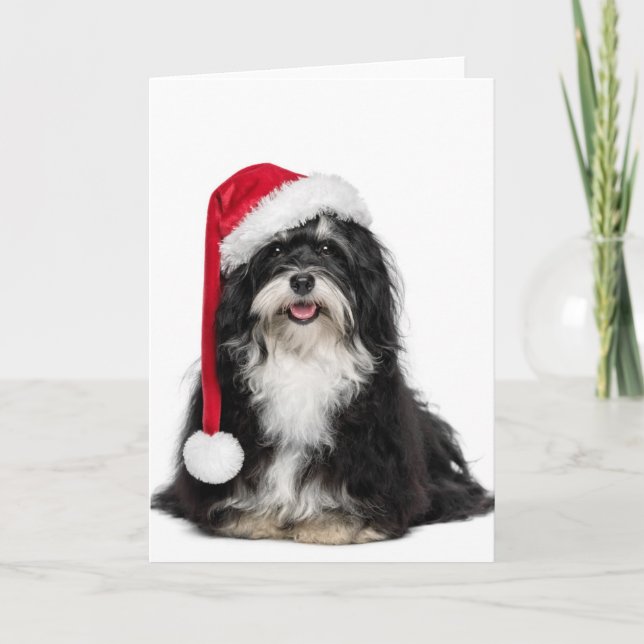 Funny Christmas Havanese Dog With Santa Hat Holiday Card (Front)