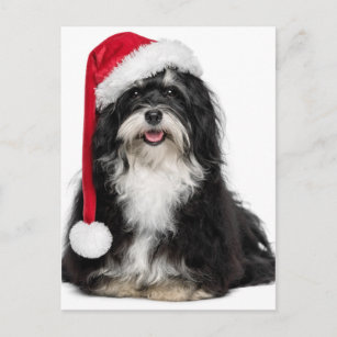 Funny Christmas Havanese Dog With Santa Hat Holiday Postcard