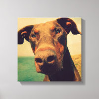 Funny Closeup of a Natural Doberman Dog