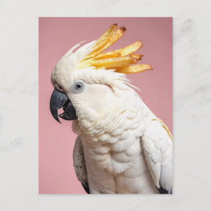 Funny Cockatoo With French Fries Crest Postcard