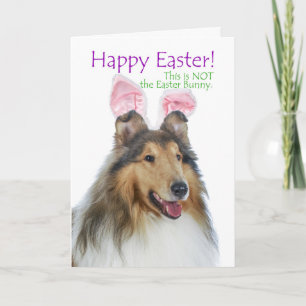 Funny Collie Easter Card