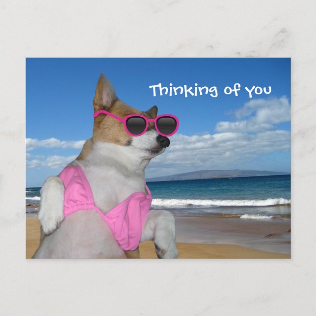 Funny Corgi Bikini Postcard (Front)