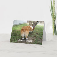 Funny Corgi