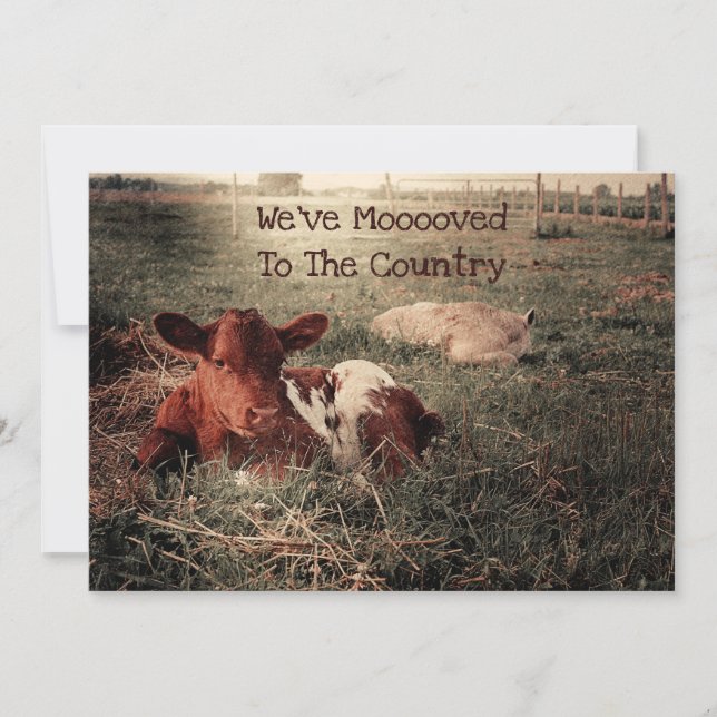 Funny Cow Rustic Country Farm Moving Announcement (Front)