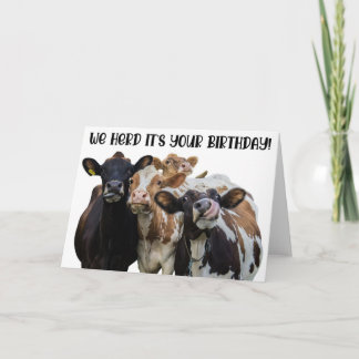 Funny Cows Birthday Greeting Card