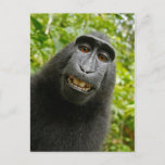 Funny Crested Monkey Smiling Silly Selfie Postcard<br><div class="desc">Funny Crested Monkey Smiling Selfie</div>