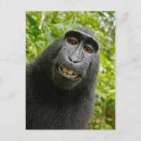 Funny Crested Monkey Smiling Silly Selfie