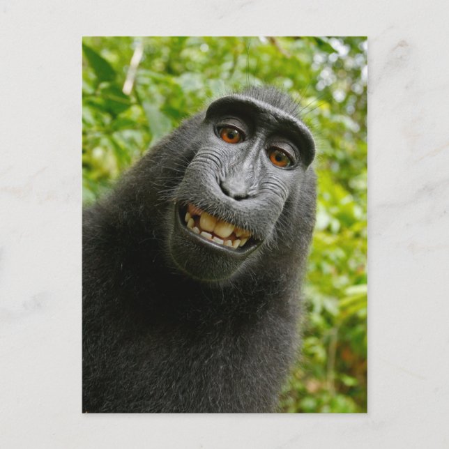 Funny Crested Monkey Smiling Silly Selfie Postcard (Front)