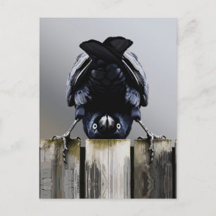 Funny Crow Wall Art – Upside-Down Bird  Postcard