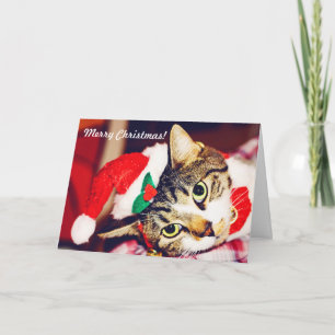 Funny Custom Cat Lover Red Christmas Greeting Card