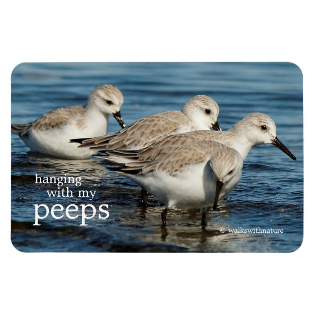 Funny Cute 4 Sanderlings Sandpipers at the Beach Magnet (Horizontal)