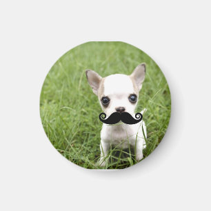 Funny Cute Chihuahua with Moustache Magnet