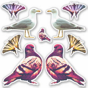 Funny Cute Cool Pigeon Bird & Butterfly Photo