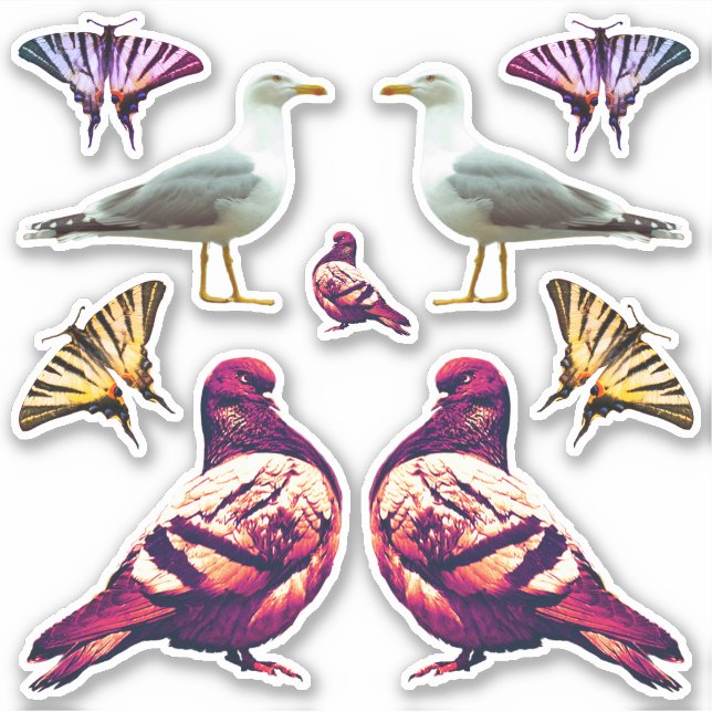 Funny Cute Cool Pigeon Bird & Butterfly Photo (Front)