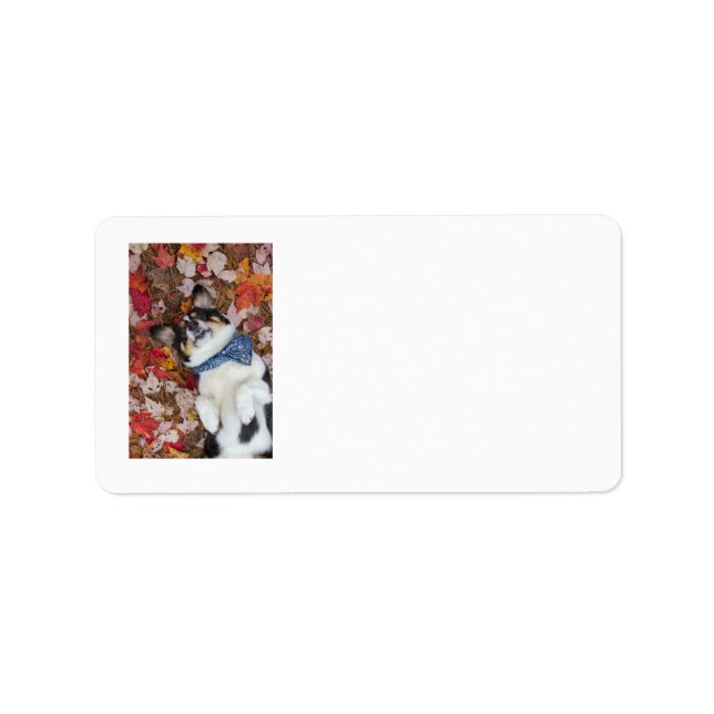 Funny, Cute, Corgi Look Label (Front)