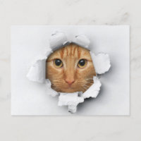 Funny Cute Ginger Mackerel Tabby Cat