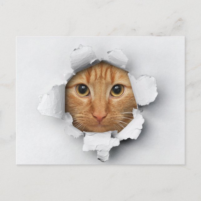 Funny Cute Ginger Mackerel Tabby Cat Postcard (Front)