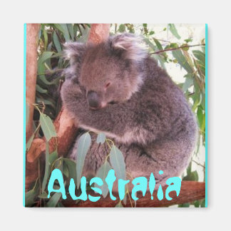 Funny cute koala bear Australia magnet