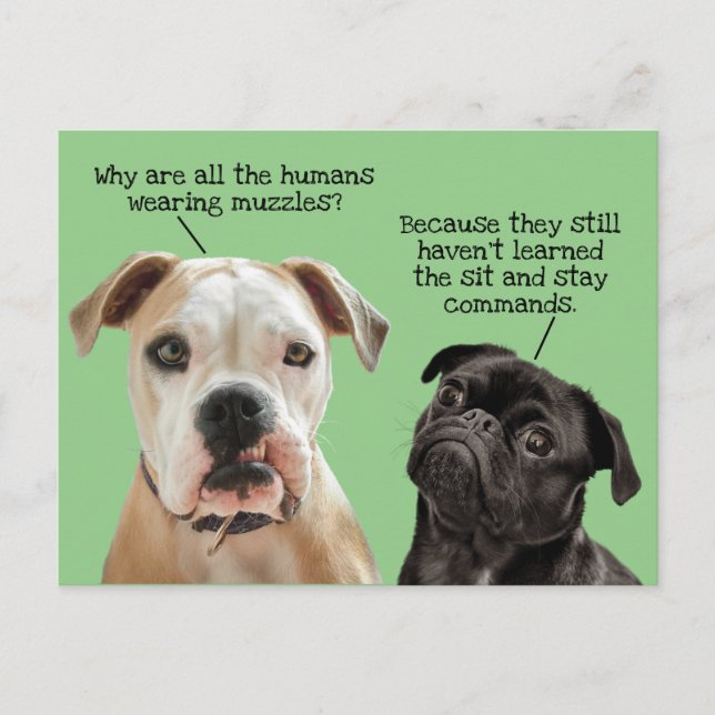 Funny Cute Sit/Stay Dogs During Pandemic No Muzzle Postcard (Front)
