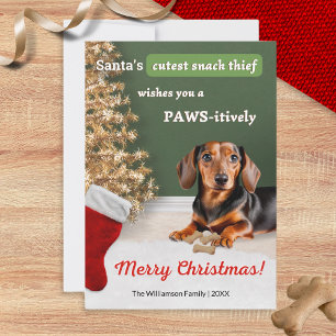 Funny Dachshund Dog Snack Thief Christmas Holiday Card
