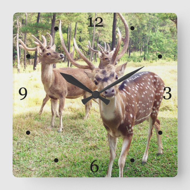 Funny deer looking at you square wall clock (Front)
