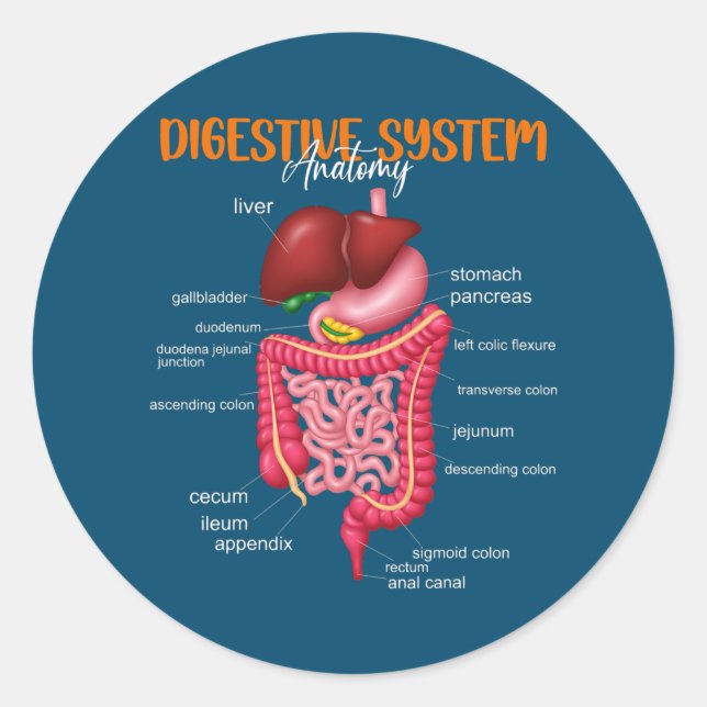 Funny Digestive System Anatomy Anatomical Biology Classic Round Sticker (Front)