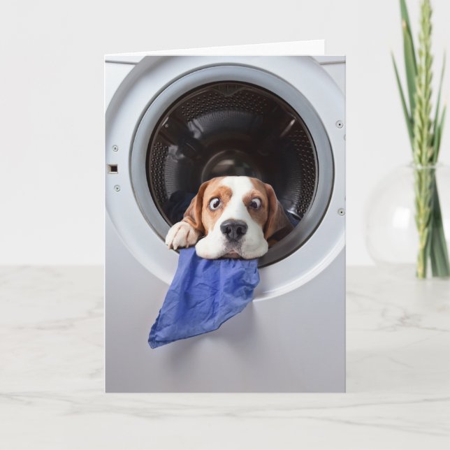 Funny dizzy beagle delicate washing thank you card (Front)