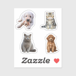 funny dog and cat