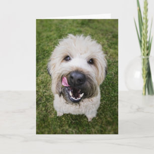 Funny Dog Birthday Card