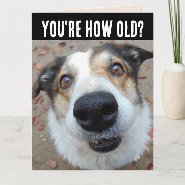 FUNNY DOG BIRTHDAY GETTING OLDER BIG Card (Front)