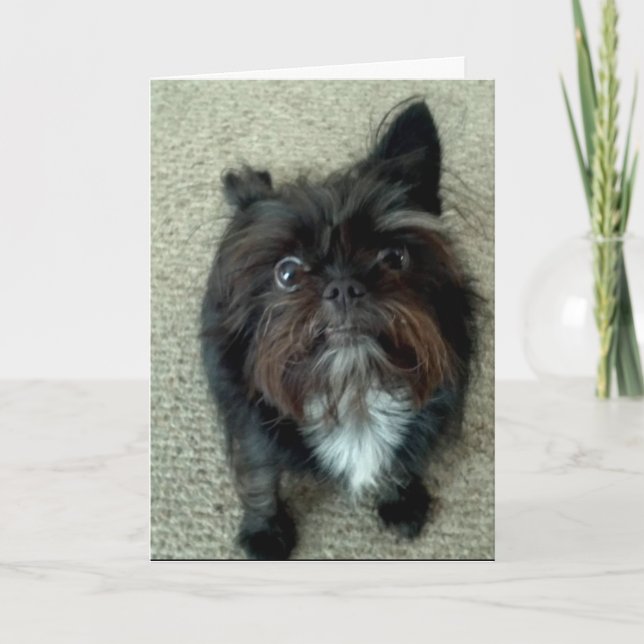 funny dog birthday greeting card (Front)