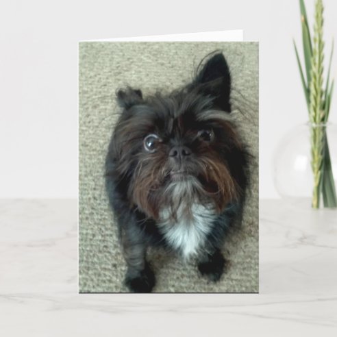 Funny Chihuahua Birthday Cards | Zazzle CA