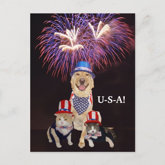 Funny Dog/Cat July 4th Postcard (Front)