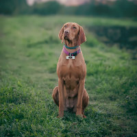 Funny Dog Guardian of Humanity Monogram Pet ID