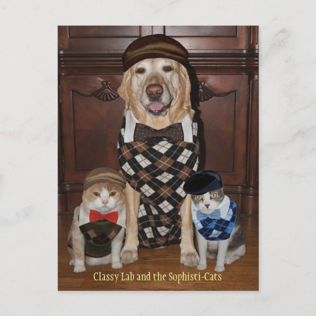 Funny Dog/Lab & Cats in Argyle Sweaters Postcard (Front)