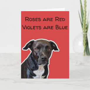 Funny Dog Lovers Valentine's Day Card