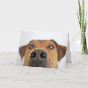Funny Dog Nose Close Up Birthday Card