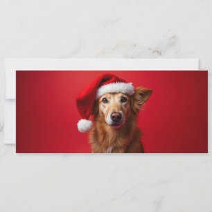 Funny dog on red background
