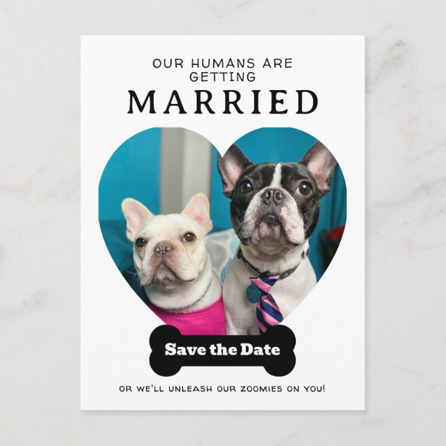 Funny Dog Photo Our Humans Are Getting Married Announcement Postcard (Front)