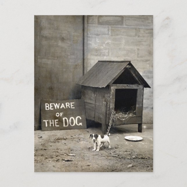 Funny Dog postards Postcard (Front)