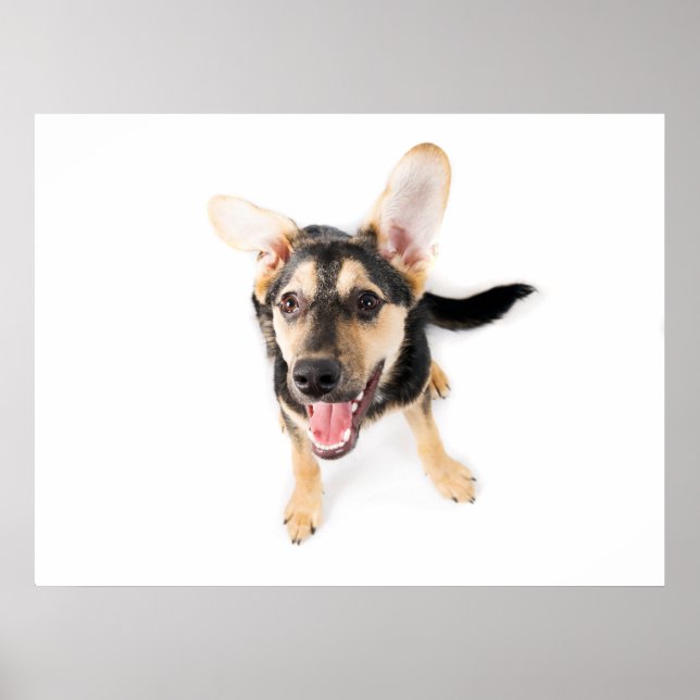 Funny dog puppy poster (Front)