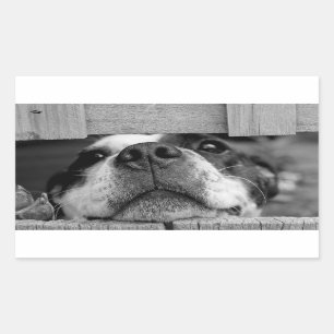 Funny Dog sticking now under Fence, Peek a Boo Sticker