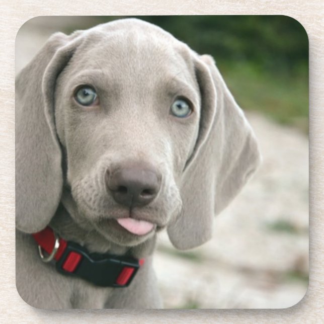 Funny Dog Sticking Tongue Out Photo Coaster (Front)