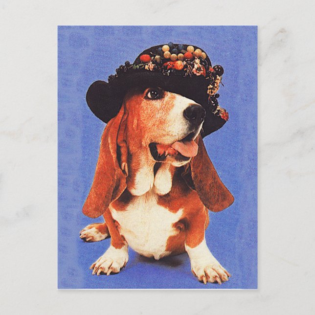 Funny Dog with Hat Vintage 1970s Postcard (Front)